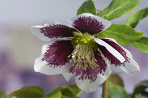 Hellebore, Helleborus x hybridus 'Harvington white speckled', Purple and white flower growing outdoor.