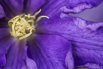 Clematis, Clematis 'Lasurstern', Close up of open purple flower shwoing stamen.