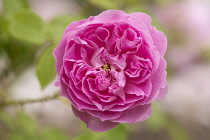 Rose, Rose 'Harlow Carr', Rosa 'Harlow Carr', Pink coloured flower growing outdoor.