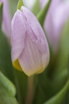 Tulip, Tulipa, Pink bud of emerging flower.