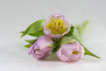 Tulip, Tulipa,  Studio shot of emerging pink flowers.