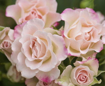 Rose, Rosa, Studio shot of pink edged flowers.