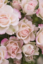 Rose, Rosa, Studio shot of pink edged flowers.