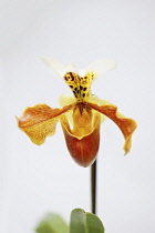 Orchid, Studio shot of peach coloured flower.