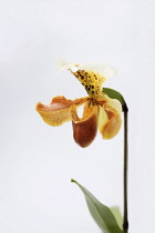 Orchid, Studio shot of peach coloured flower.