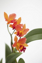 Orchid, Studio shot of orange coloured flower.