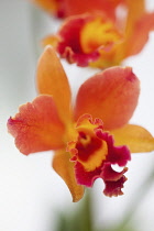 Orchid, Studio shot of orange coloured flower.