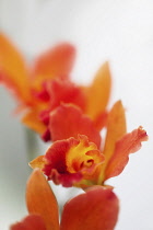 Orchid, Studio shot of orange coloured flower.