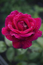 Rose, Rosa, Close up of red coloured flower growing outdoor showing pattern of petals.