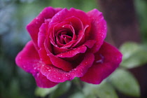 Rose, Rosa, Close up of red coloured flower growing outdoor showing pattern of petals.