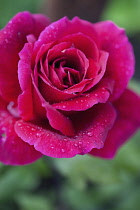 Rose, Rosa, Close up of red coloured flower growing outdoor showing pattern of petals.