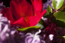 Rose, Rosa, Detail of red coloured flower growing outdoor.