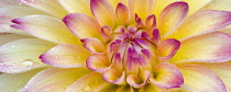 Dahlia, September Morn, Close up showing pattern and water droplets.