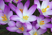 Crocus, Early crocus, Crocus tomassinianus, Mass of purple coloured flowers growing outdoor.